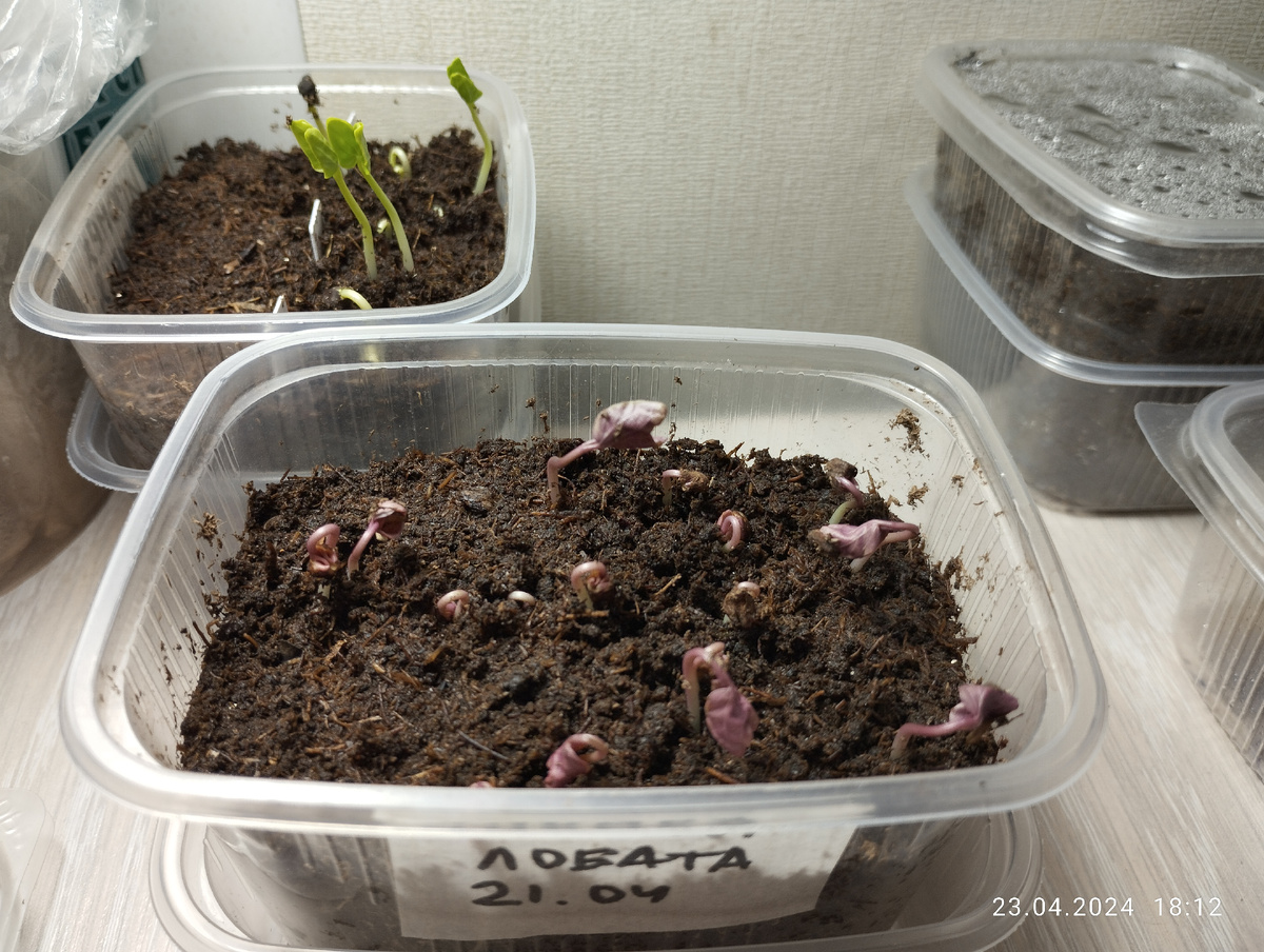 Прорастание семян ипомеи лопастной (на переднем плане)