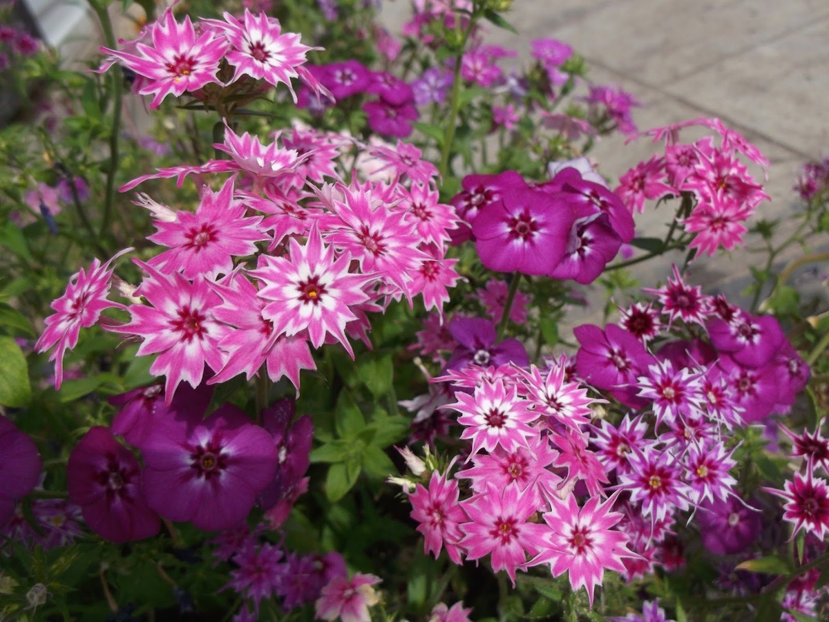 Флоксы Друммонда. Фото: dubabah.club