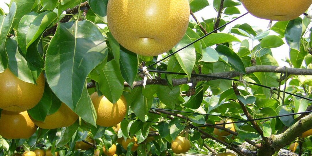 Груши, не боящиеся заморозков: топ-5 сортов для вашего сада