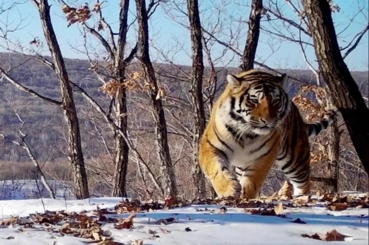    Тигры здесь были всегда, и людям надо научиться с ними сосуществовать.