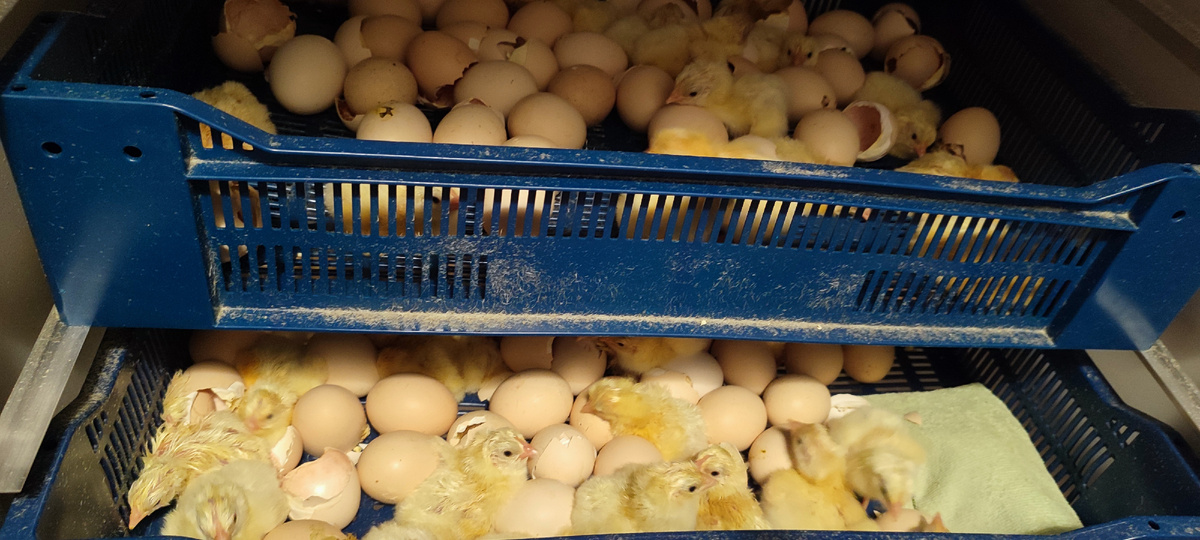 Давненько я цыплят не встречала 😊