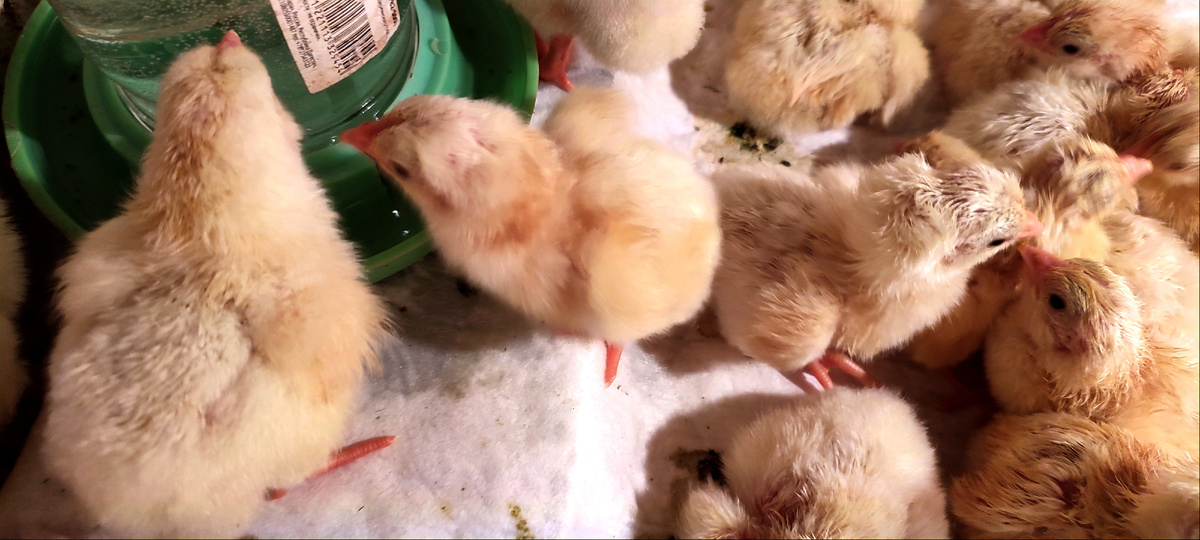 Вот такие жёлтые комочки 😊