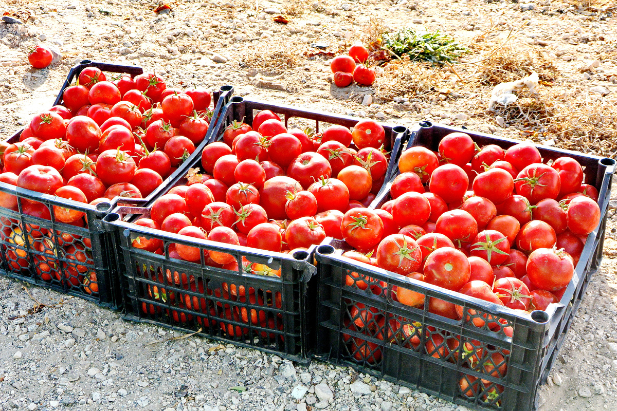 Вот они, лучшие иорданские помидоры: прямо с поля, по 1 динару за весь ящик (сегодня это 144 рубля)