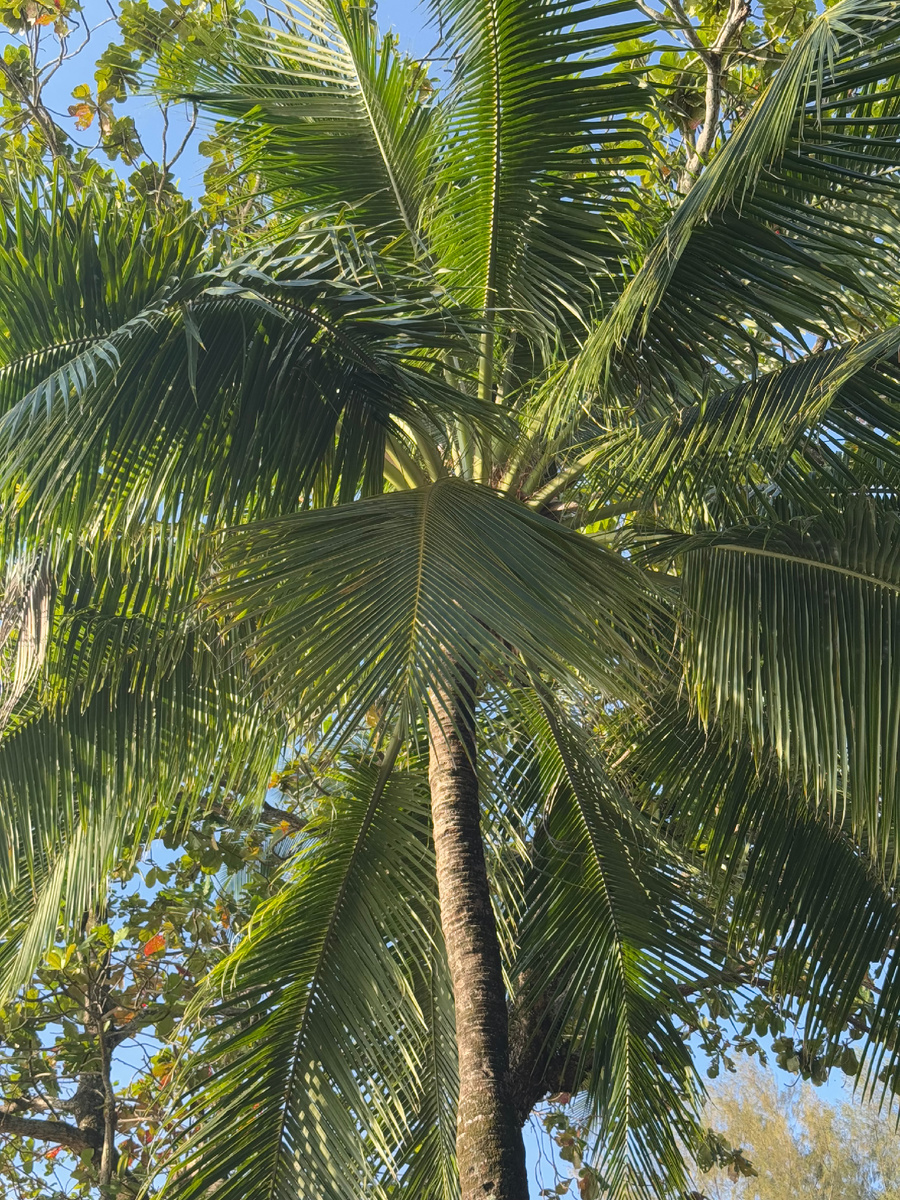 В Као Лак очень богатая флора и фауна