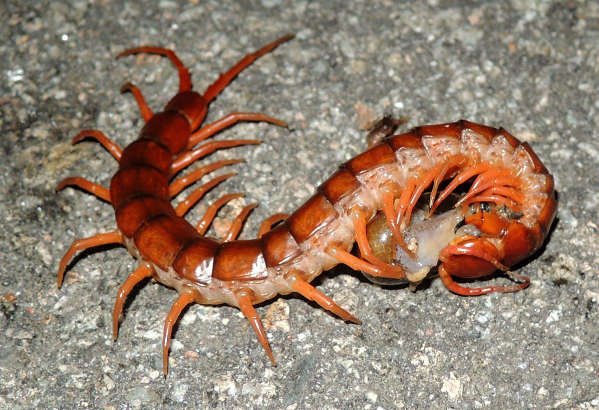 Сколопендра разрывает улитку своими мощными челюстями.