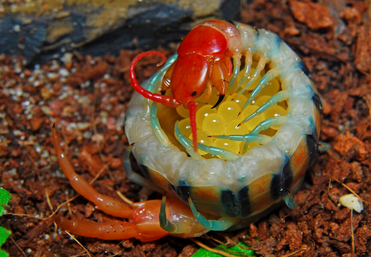 Сколопендра с недавно отложенными яйцами