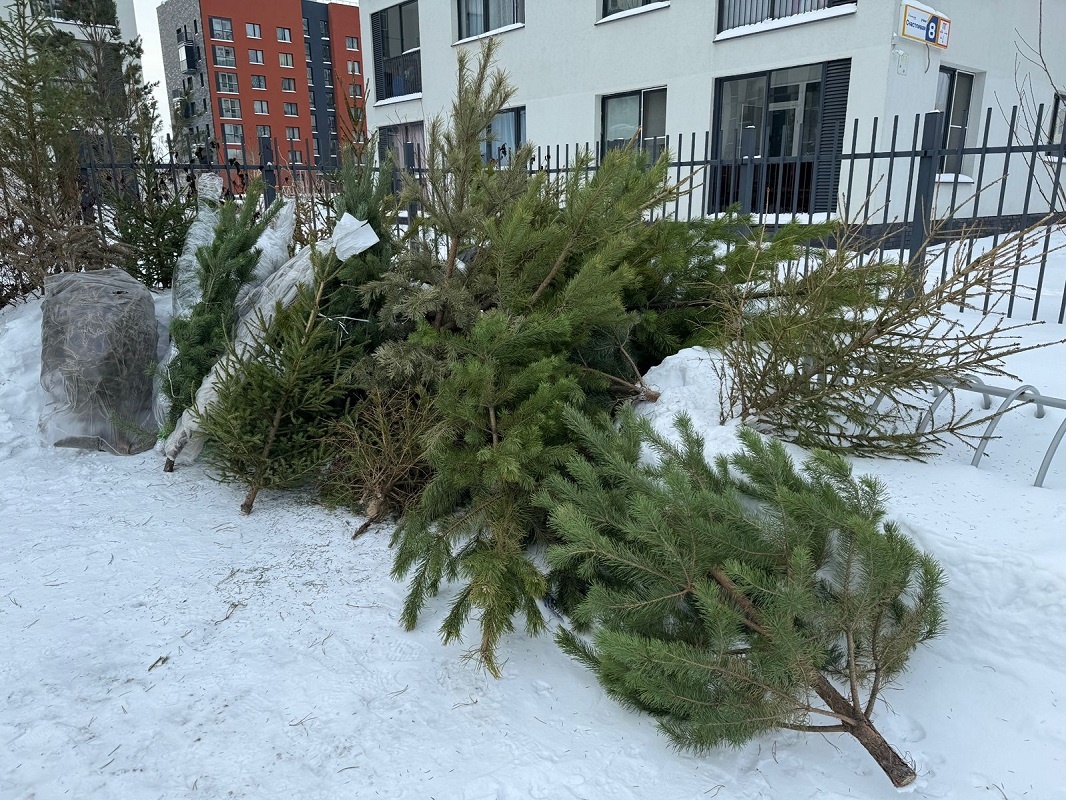 В Екатеринбурге и ближайших городах организованы специальные площадки для сбора елок.  Фото: Фото АО «Спецавтобаза»