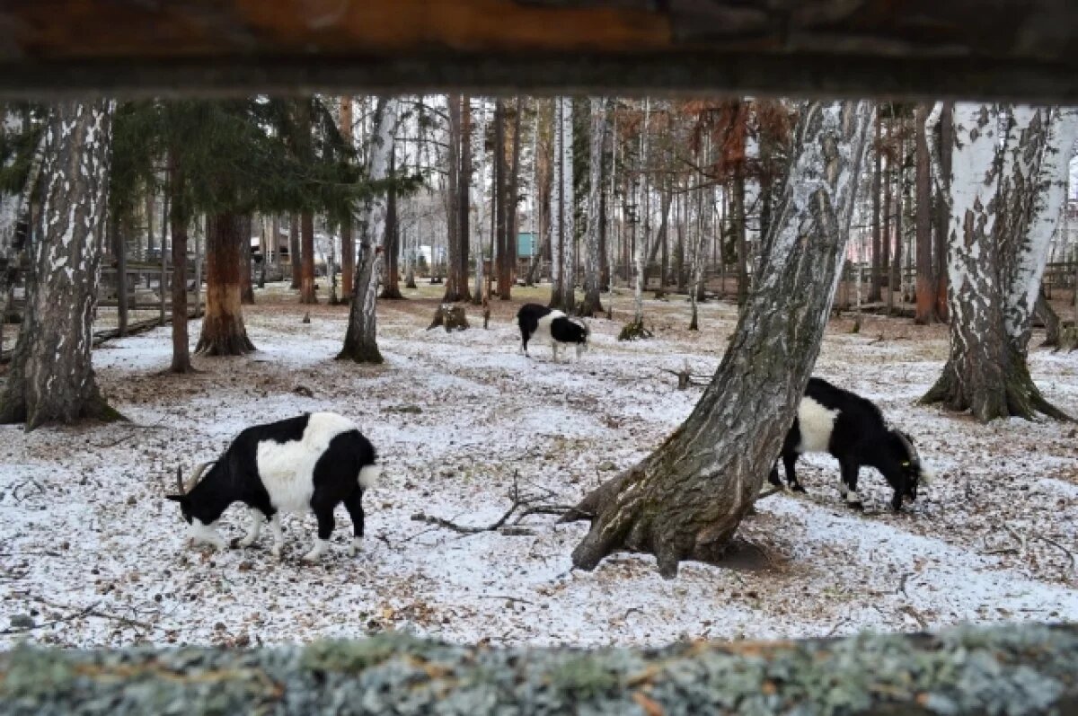    В санатории «Танай» закрыли зоопарк диких животных и птиц для посещения
