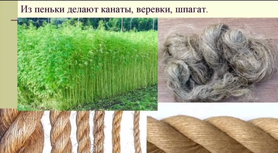 Яндекс.картинки