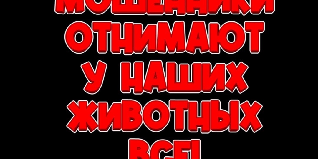 Отнимают у голодных и несчастных животных все!