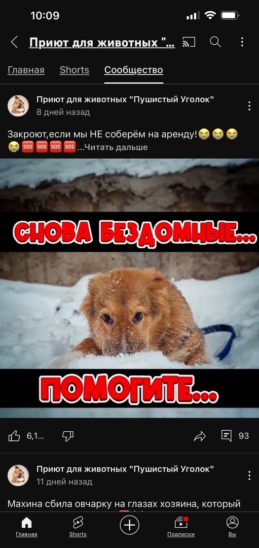 Все фотографии и все записи о наших животных, которые живут в "Омских хвостиках", ужас какой-то...