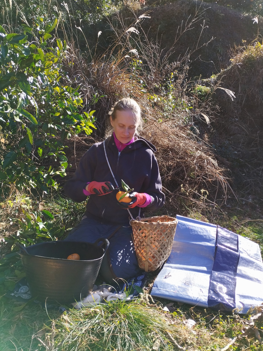 Собирая мандарины - учась новому