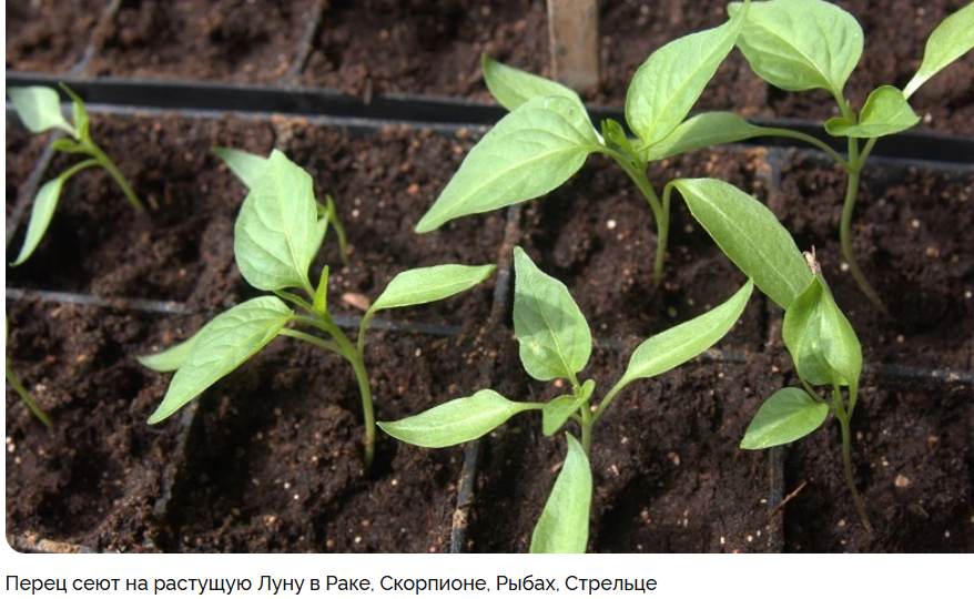 Когда сажать перец на рассаду в феврале 2025: сроки по регионам, сортам и лунному календарю