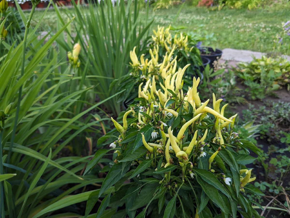 Декоративный перец "Медуза" в третьей декаде июня