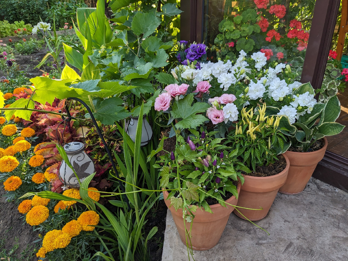 Перец "Медуза" красив, даже когда ещё зелёный