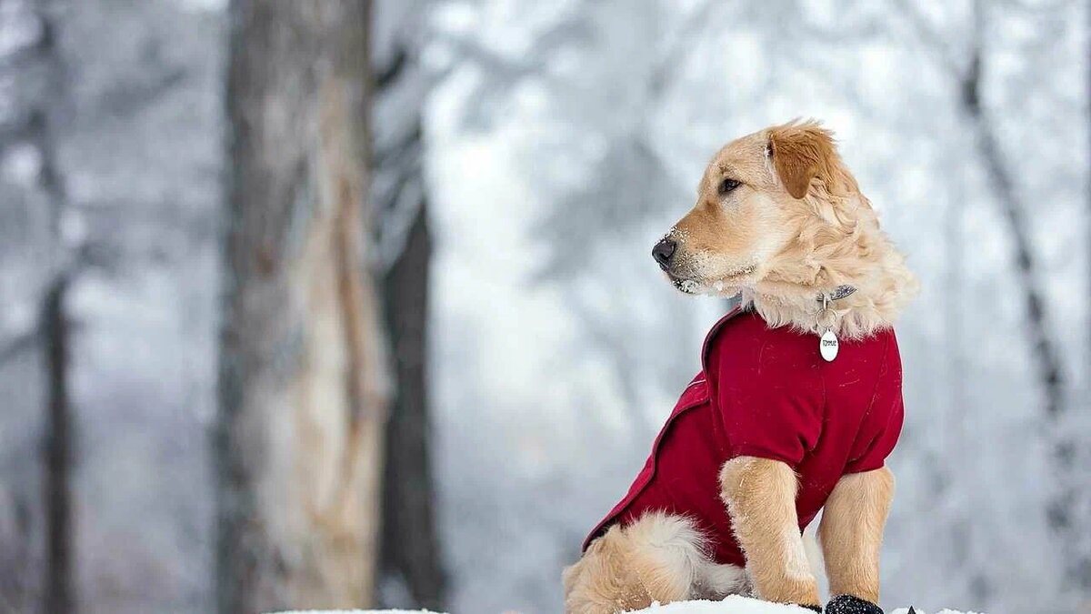 Больше интересного в нашем Telegram-канале! https://t.me/grand_prix_pet_food
