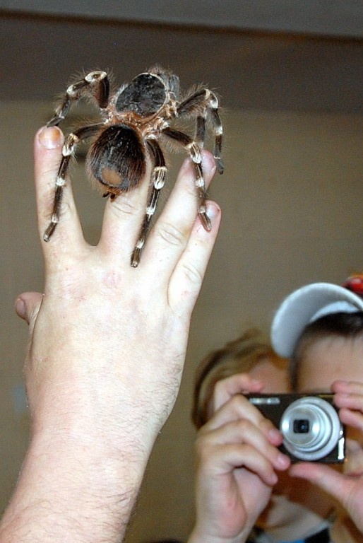 Мой первый паук))