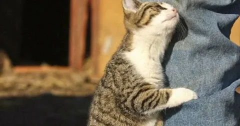 Картинка из ней росети