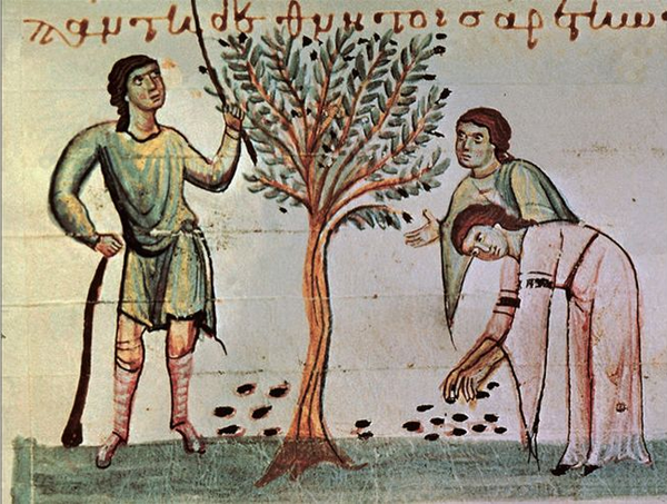 Vareo de la aceituna en Bizancio, Fuente: Códice griego de Oppiano. Biblioteca Marciana, Venecia