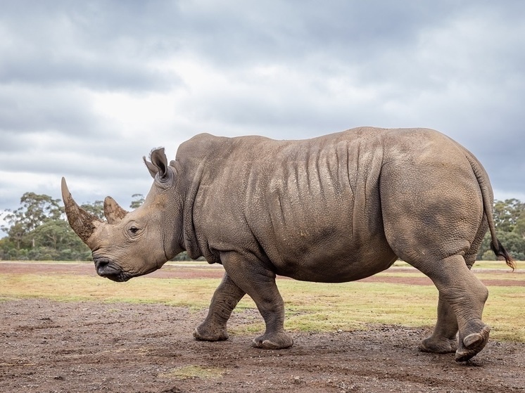     Фото: Werribee Open Range Zoo/XinHua/Global Look Press