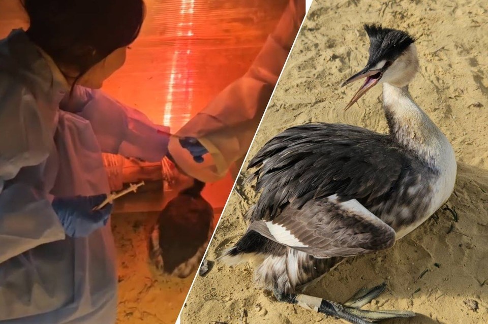    Центр столкнулся со сложнейшим случаем. Фото: центр реабилитации хищных птиц «Пеликан»