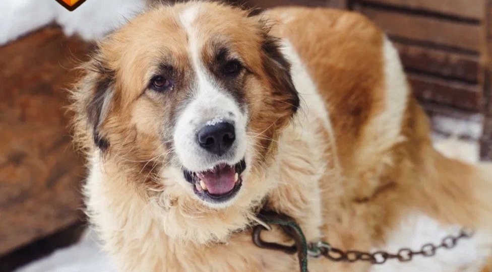 «Омские хвостики» ждут вас с распростёртыми лапами!