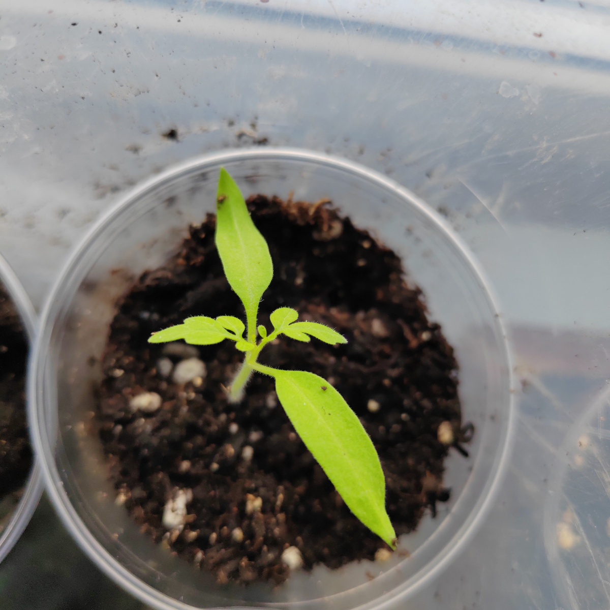 Сажаем рассаду ровно столько, сколько надо