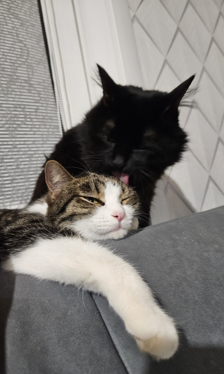 Доступные средства для создания уюта - кошки