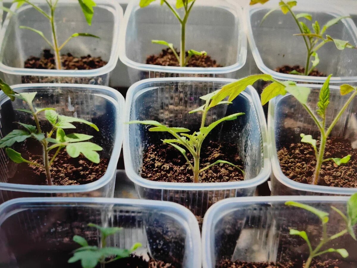 Рассада помидоров