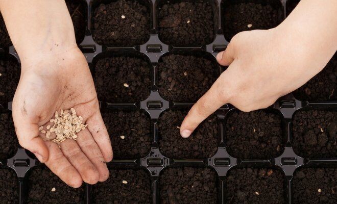 Посев помидоров на рассаду. Фото: https://es.pinterest.com/pin/787144841101762987/