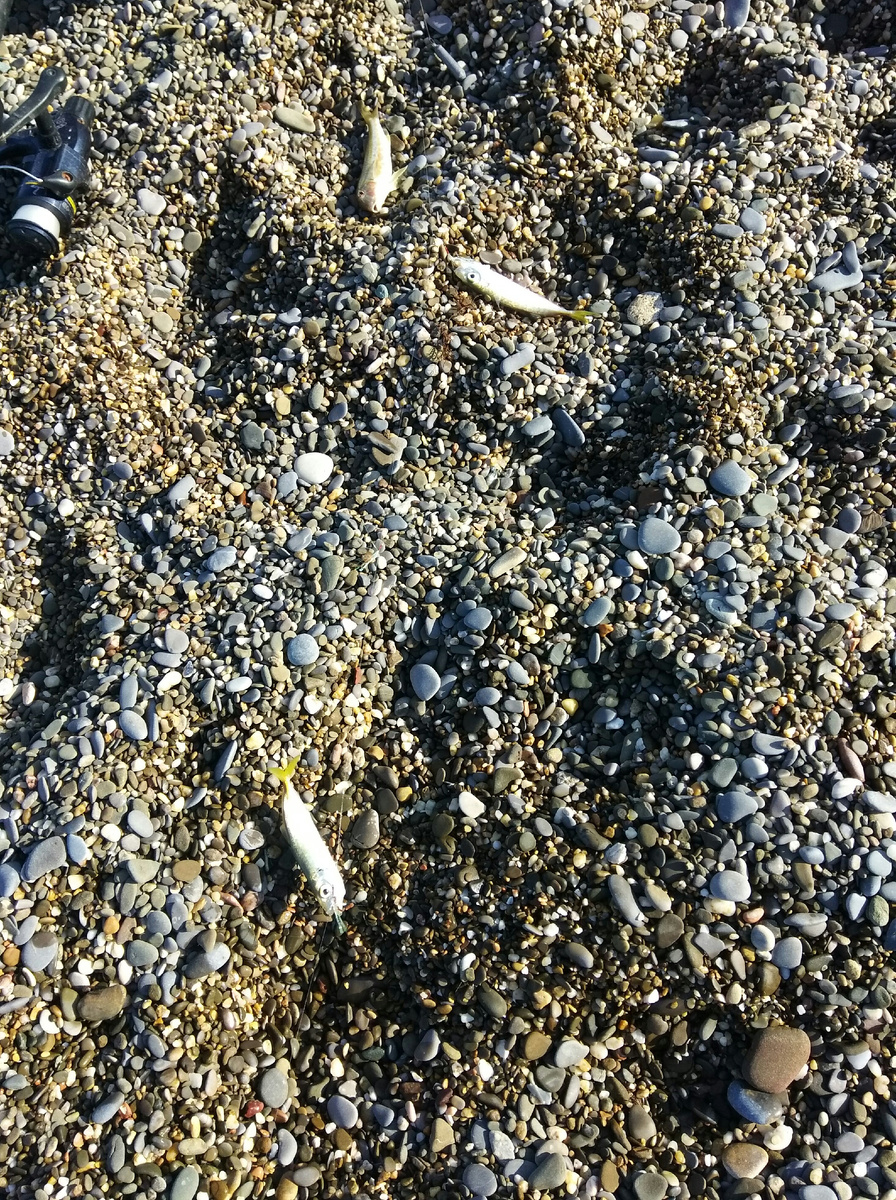 рыболовный триптих - барабулька и две ставридки