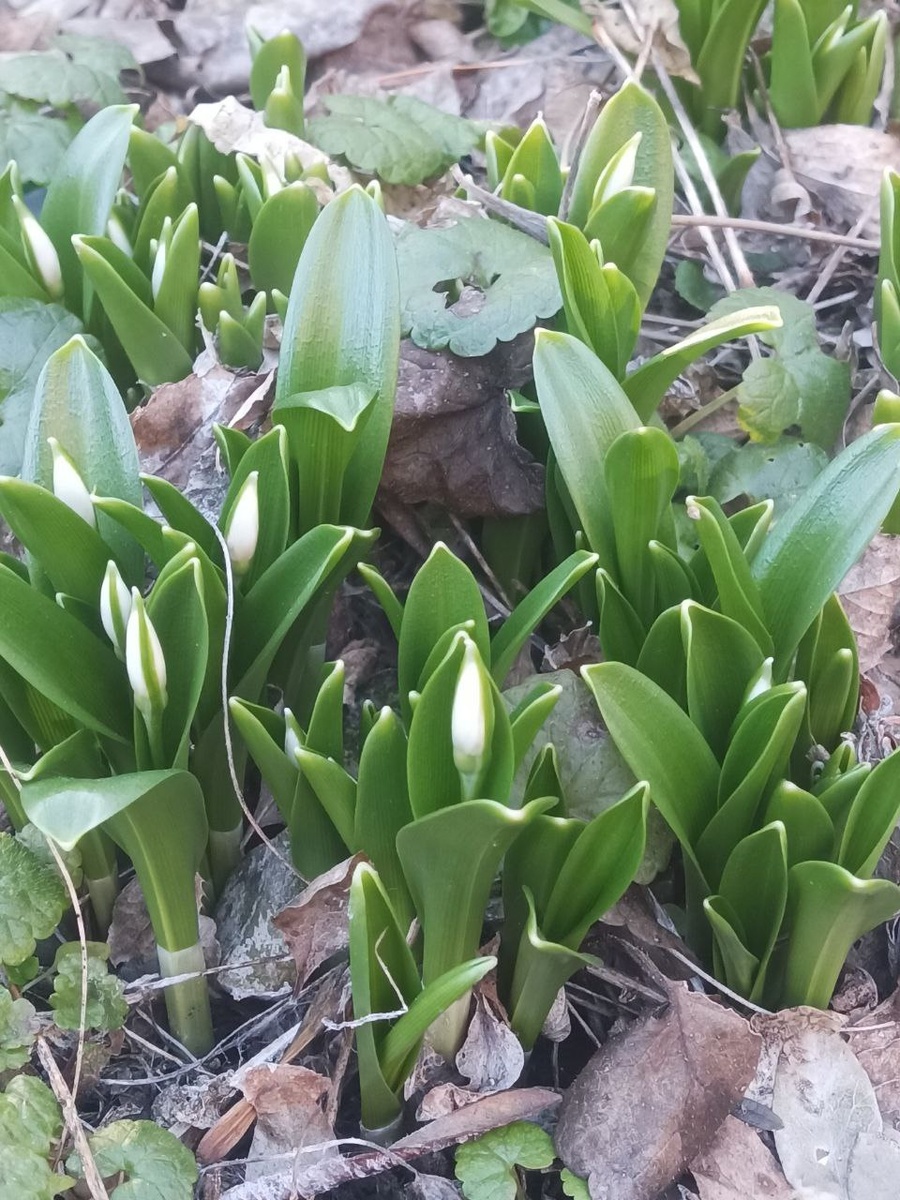 У нас аномально тёплый январь. Днём не меньше 10 градусов. На деревьях почки, подснежники раньше времени появились.