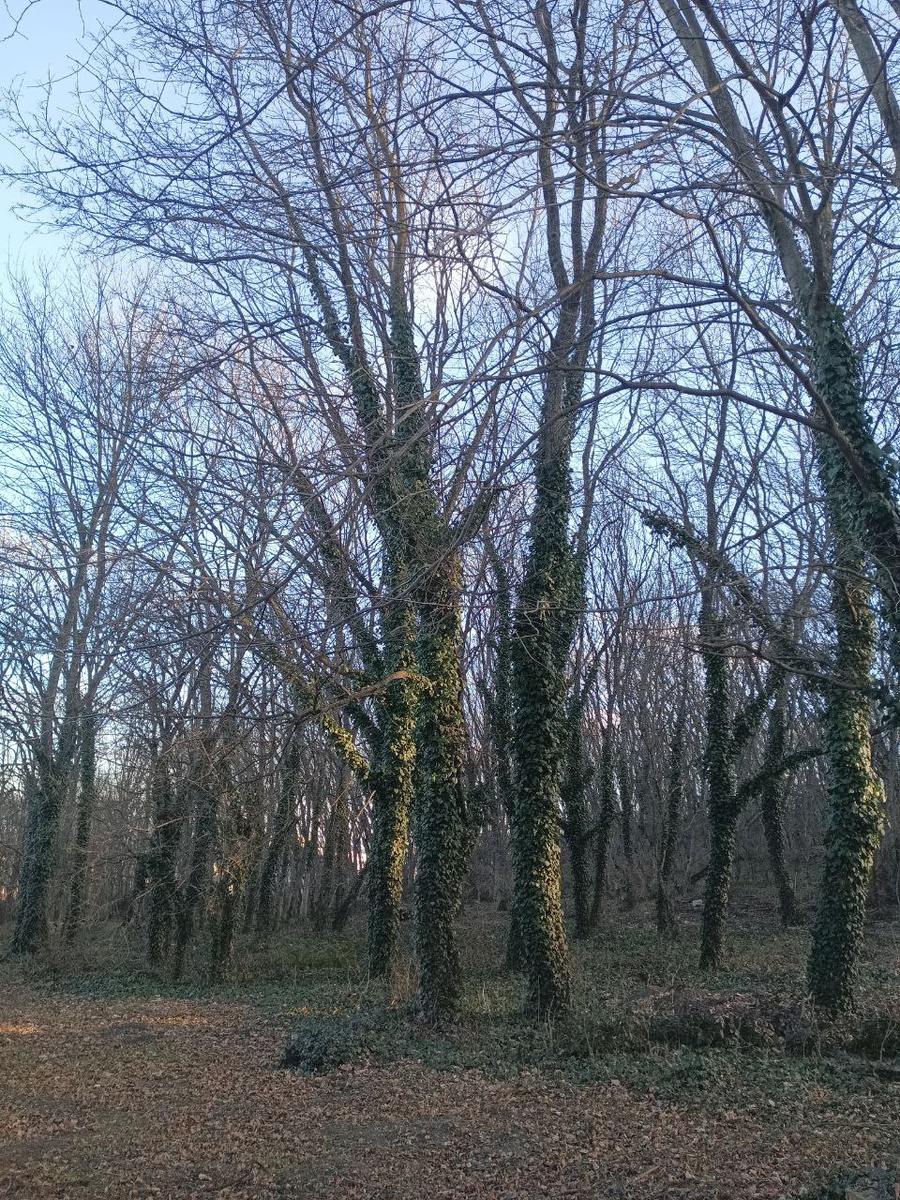 А так хочется снега...