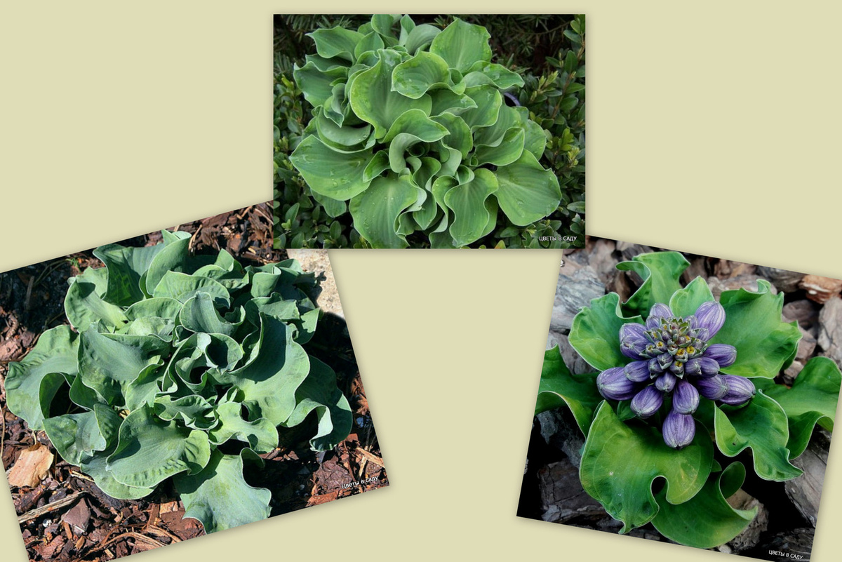 Слева - направо на коллаже Church Mouse, Dancing Mouse и Flamenco Mouse.