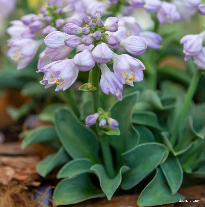 Хоста 'Blue Mouse Ears' в саду в разгар цветения
