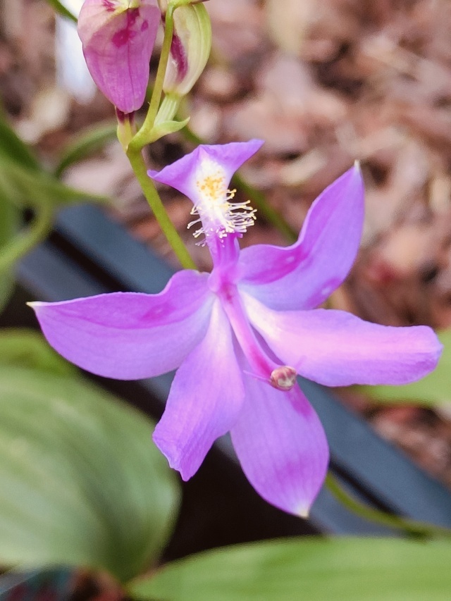 Калопогон клубненосный в нашем питомнике.