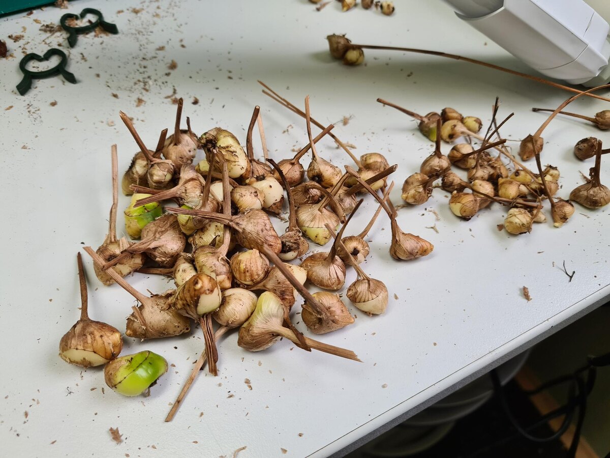 Клубни, предлагаемые нами.