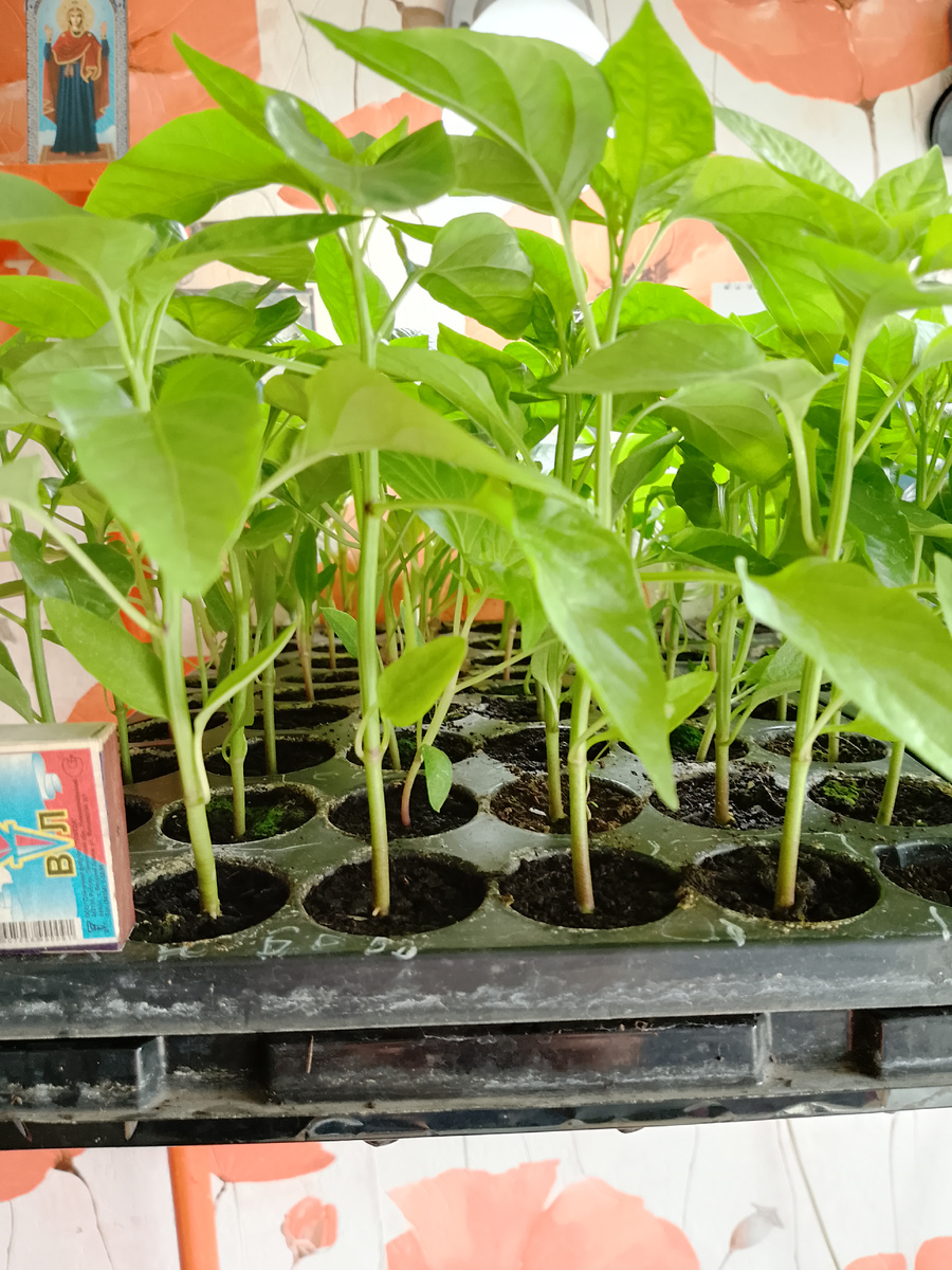 Рассада перца в кассетах с объёмом стаканчика 250мл.