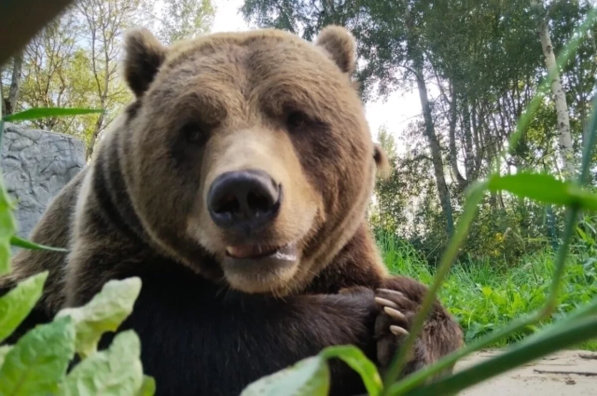    Следы проснувшегося медведя замечены в Калужской области