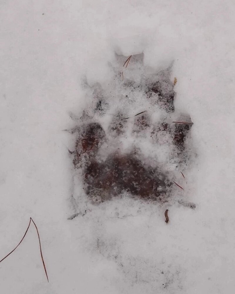    Фото: Из архива/ «Людиновской охотник»