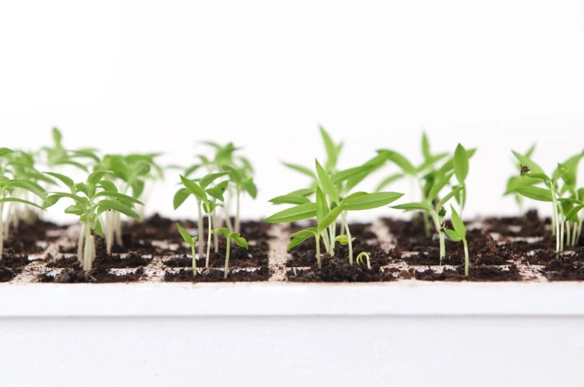    Точные даты.