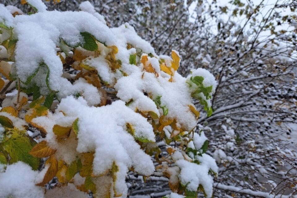 Можно ли убираться, готовить и ходить в гости в Сильвестров день?