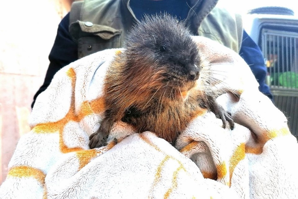 Фото: предоставлено питомником "К-9"