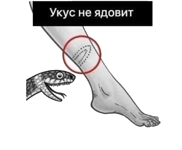 Ядовитая ли змея? Определяем по укусу