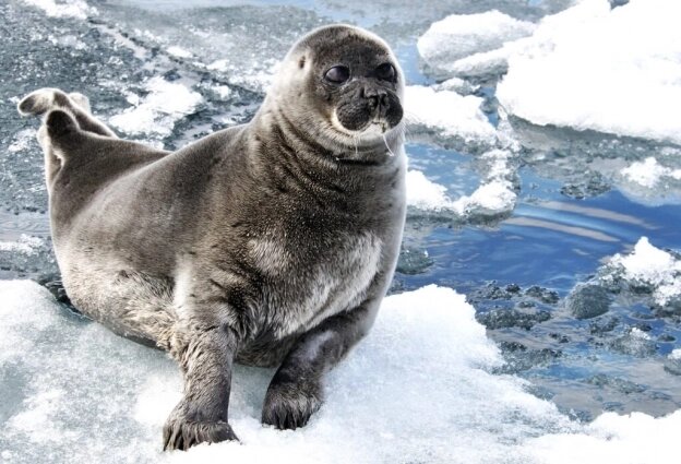    Нерпе нужен лёд, чтобы вывести потомство. Фото: ФГБУ «Заповедное Прибайкалье» 