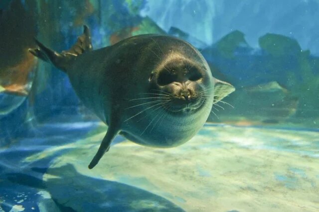    Пострадают ли нерпы от отсутствия льда на Байкале.