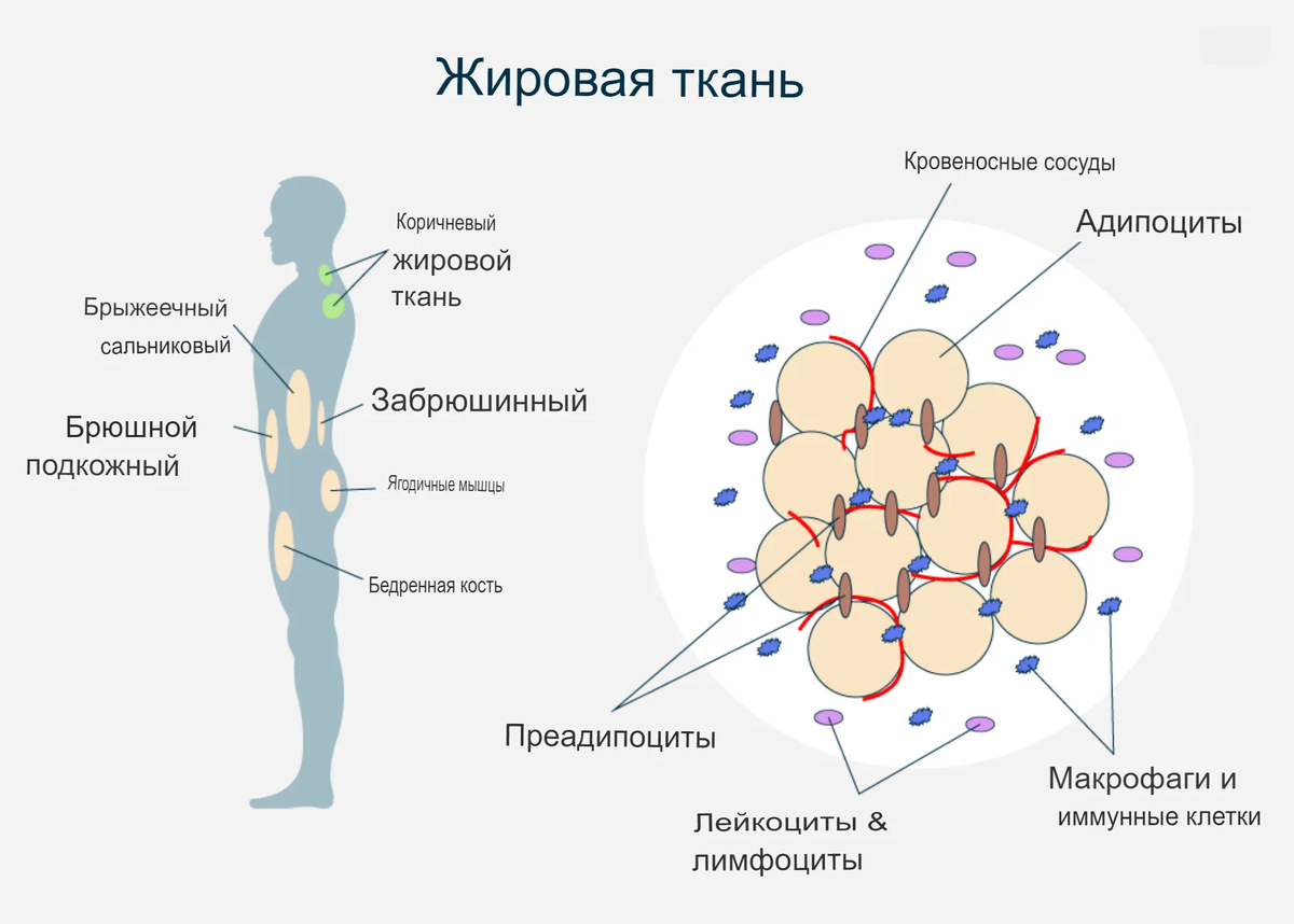 Жир в организме накапливается в адипоцитах. В области шеи и межлопатка распологается бурая жировая ткань, которая считается, что лишь активна в младенческом возрасте.  