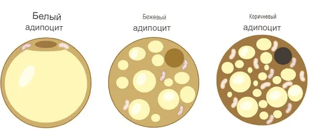 Три типа жировой ткани: белый, бежевый и коричневый.