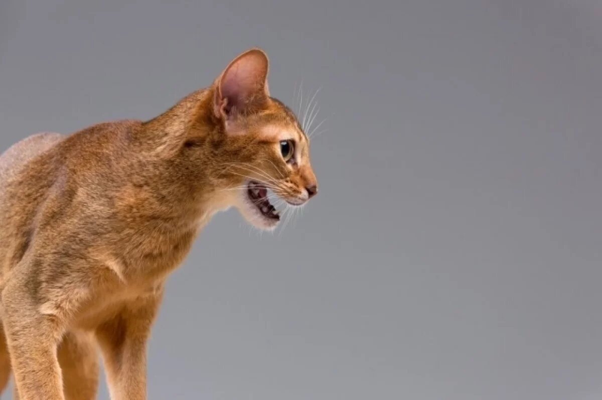    В воронежском селе введут трехмесячный карантин по бешенству