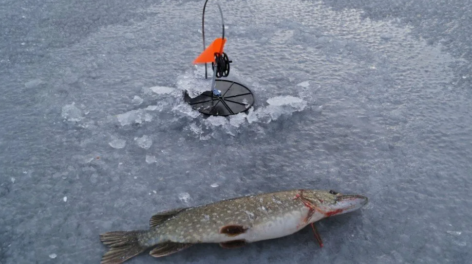 Ловля щуки на жерлицы